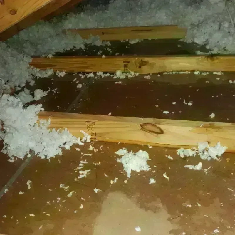 Attic Water Damage in Arlington, TX