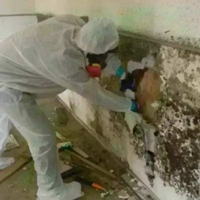 Mold Remediation and Removal in Arlington, TX